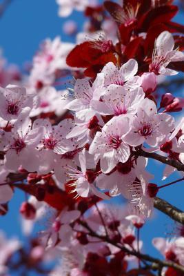 Read Almond Tree Blossoms, for the Love of Nature: Blank 150 Page Lined Journal for Your Thoughts, Ideas, and Inspiration -  file in PDF