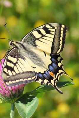 Read Swallowtail Butterfly Journal: 150 Page Lined Notebook/Diary -  file in ePub