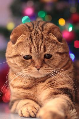 Read An Orange Scottish Fold Cat Journal: 150 Page Lined Notebook/Diary -  | ePub