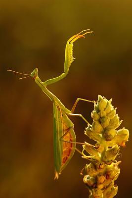 Read Online Mantis on a Flower Journal: 150 Page Lined Notebook/Diary -  file in PDF