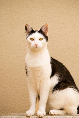 Read An Elegant Black and White Domestic Shorthair Cat Journal: 150 Page Lined Notebook/Diary -  | PDF