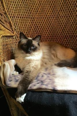 Read Online The Himalayan Cat Journal Don't Even Think about Petting Me.: 150 Page Lined Notebook/Diary -  file in PDF