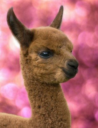 Download Notebook: Alpaca Cover - Blank Book - Sketch / Drawing Book - 8.5 X 11 Paper - Unlined Journal - 100 Pages -  | ePub