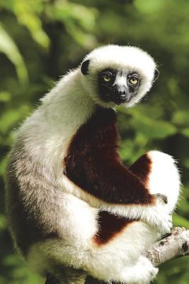 Full Download Coquerel's Sifaka Lemur Wonders What You're Looking at Journal: 150 Page Lined Notebook/Diary -  | PDF